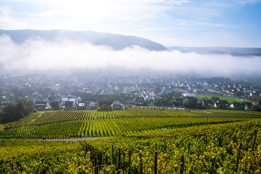 Foggy early morning on a hillside vineyard near the town of Winningen, Germany