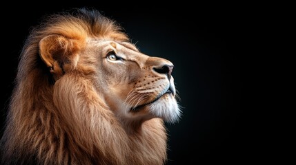 Fototapeta premium Majestic portrait of a male lion on black background for wildlife and conservation