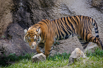 Fototapeta premium The Sumatran Tiger is critically endangered with approximately 600 left in its natural habitat in Indonesia. The Sumatran tiger seen here lives at a zoo in Tennessee.