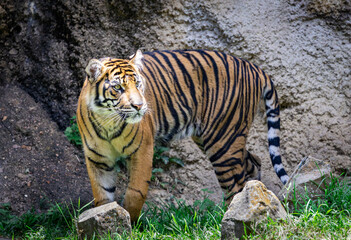 The Sumatran Tiger is critically endangered with approximately 600 left in its natural habitat in Indonesia. The Sumatran tiger seen here lives at a zoo in Tennessee.