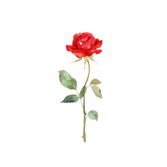 Obraz premium Delicate Pink Rose Watercolor
