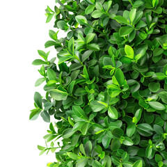 Obraz premium Lush Green Foliage on transparent background