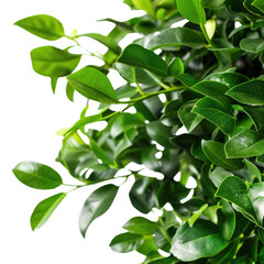 Obraz premium Lush Green Foliage on transparent background