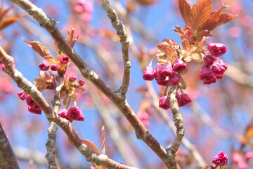 Cherry blossom buds in springtime