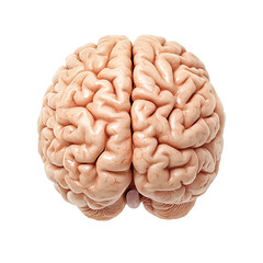 Naklejka premium human brain isolated on transparent background