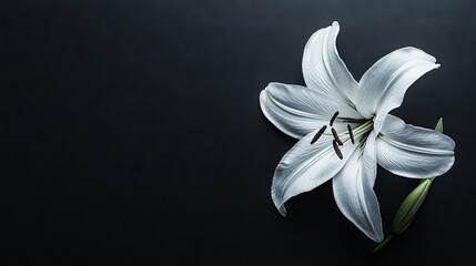 Fototapeta premium A close-up of a white flower on a black surface with a green stem emerging from its center