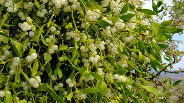 Mistletoe branch with green leaves and white ripe berries