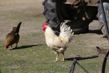 White rooster walking around a farmyard. Bird roaming in the yard on sandy ground near the farmhouse. Hen outdoors. Tractor in the background. Sunny day poultry countryside.