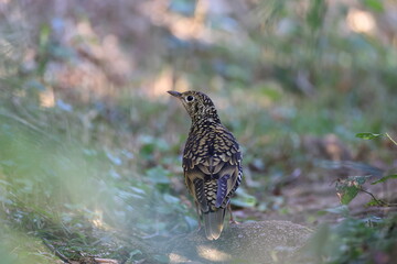 Scary Thrush looking for food on the hiking trail