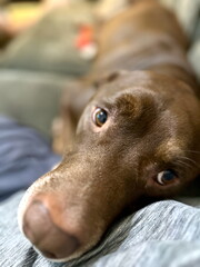Dog laying down looking up