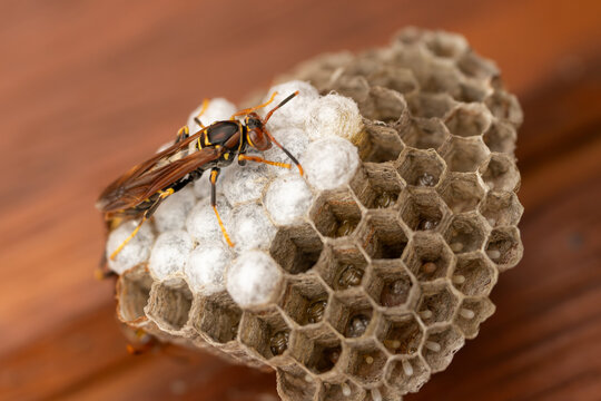 Primer plano de una avispa posada sobre las celdas selladas del nido. El detalle captura la complejidad del nido y la labor de la avispa.