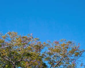 Lavender Flowers and Green Leaves in a Tree Under Blue Sky in Hawaii.