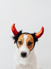 Adorable portrait of Jack Russell Terrier dog with red devils horns headband on his head isolated on white background. Creative Halloween concept