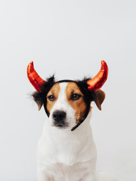 Adorable portrait of Jack Russell Terrier dog with red devils horns headband on his head isolated on white background. Creative Halloween concept