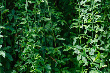 Background Texture Green Falling Tree