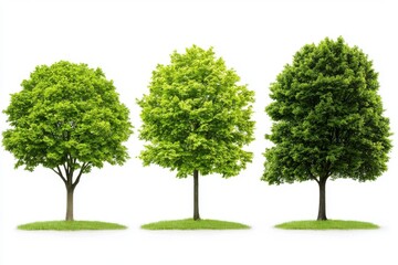 Die cut three large Dipterocapus intricatus Dyer trees isolated on white.