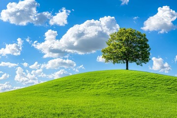 Obraz premium It is Spring and there is a solitary oak tree in a green field under a blue sky