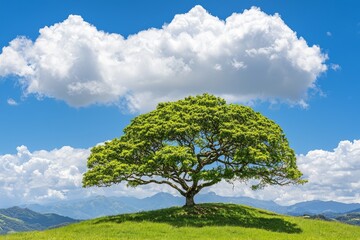 Under a blue sky in spring, a solitary oak tree stands in the midst of a green field
