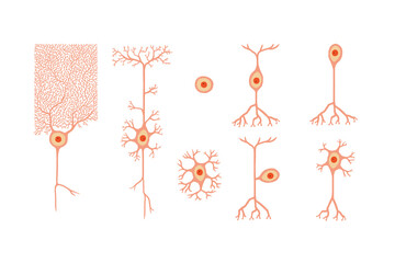 Hand-drawn, digitized illustration of different nerve cells on a transparent background 