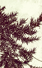 Silhouette of a fern plant against a textured background. Intricate design, botanical art