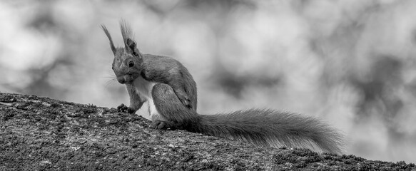 Neugieriges Eichh&ouml;rnchen