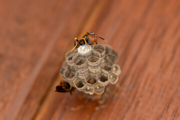 Imagen cercana de una avispa en la cima del nido. El enfoque destaca la textura de las celdas y la estructura del nido.