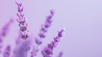 Obraz premium Soft lavender minimalist background with subtle texture, perfect for showcasing calming products
