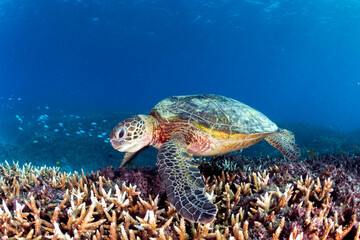 Obraz premium A green sea turtle swims gracefully over a coral reef in the clear waters of Lady Elliot Island.