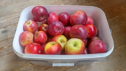 On the wooden plank floor stands a rectangular plastic bucket with a metal handle. It is filled with ripe red apples. Autumn harvest