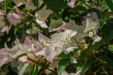 Delicate Bougainvillea Blooms in Full Splendor Under the Warm Sunlight in a Sunlit Garden During Late Spring