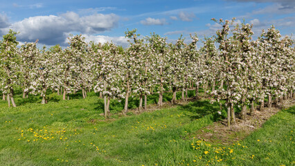Apfelplantage mit blühenden Apfelbäumen und Löwenzahn in Mittelnkirchen im Alten Land, Niedersachsen. Apfelblüte.