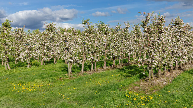 Apfelplantage mit bl&uuml;henden Apfelb&auml;umen und L&ouml;wenzahn in Mittelnkirchen im Alten Land, Niedersachsen. Apfelbl&uuml;te.