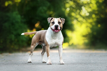 a very obedient and beautiful dog, the American Staffordshire terrier stands at full height,...