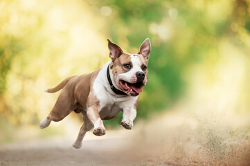 dog american staffordshire terrier running happily on warm blurred background, fun pet games