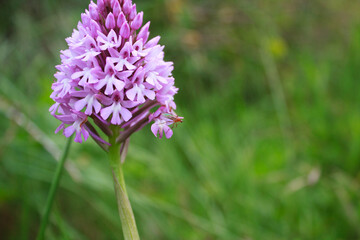 Pyramidal orchid close-up