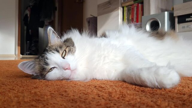 Fluffy adult domestic cat lying on the carpet 