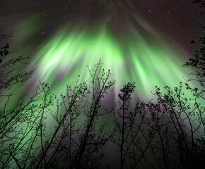 Fototapeta premium A curtain of colorful Aurora and stars behind silhouette of trees. Green and purple 