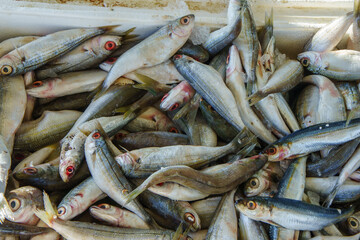 Fototapeta premium A close-up of fresh fish piled high in a container at the market