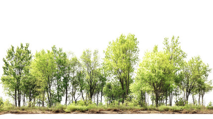 A serene row of lush green trees against a clear sky, depicting the beauty of nature and tranquility in a forest landscape.