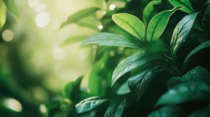 Lush Green Tea Plantation