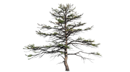 Pine Tree Isolated on Transparent Background