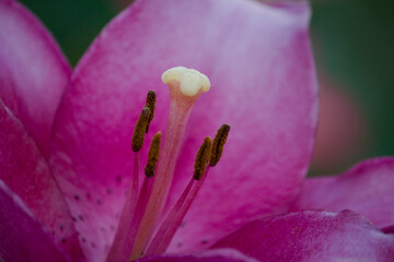 Close-up of a pink flower