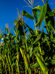 Fresh corn plants in field, green leaves, stem on the grain farm in Brazil