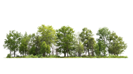 Scenic view of a lush green tree line on a clear day, highlighting the beauty of nature and tranquility. Perfect for nature-themed projects.