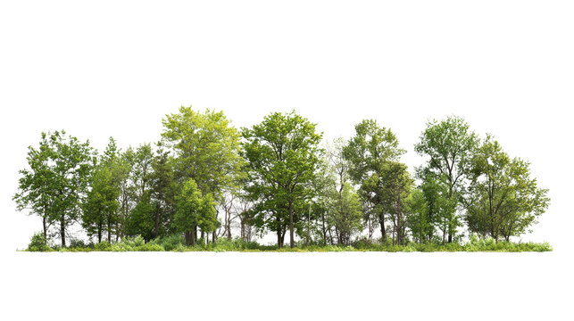 Scenic view of a lush green tree line on a clear day, highlighting the beauty of nature and tranquility. Perfect for nature-themed projects.