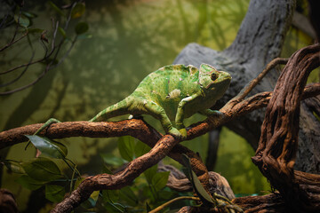 A large green chameleon crawls very slowly along a branch, a water park or a zoo, a hall with lizards