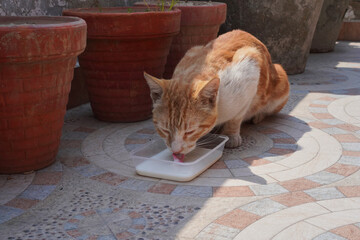 Orange stray cat laps milk from a bowl on the terrace of the house. The concept of helping and caring for the wildlife or homeless animals.