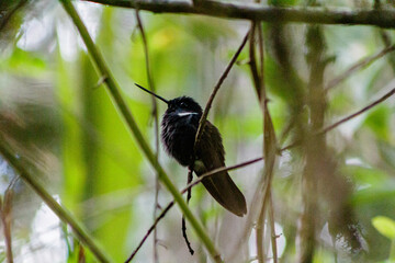 Colibrí Inca negro descansando © Jonathan Rocha