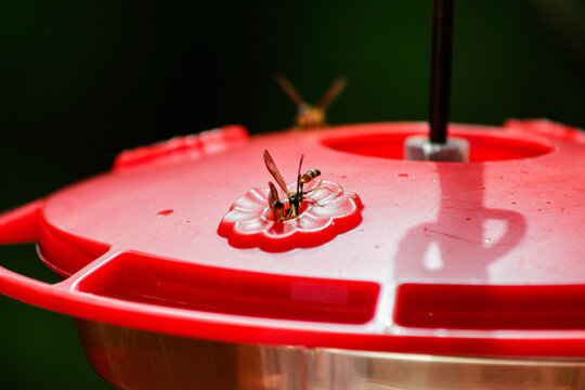 Avispas en comederos de colibries