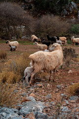 Obraz premium A flock of sheep at sunset in the mountains of Greece, on the island of Crete.